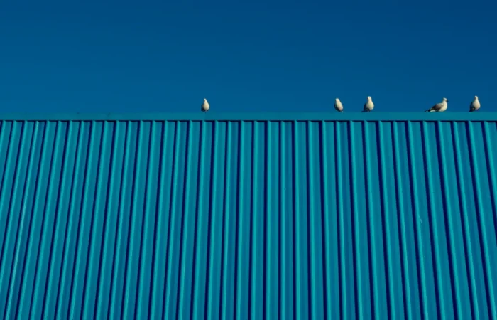metal roof installation group of seagulls perched on a textured building r