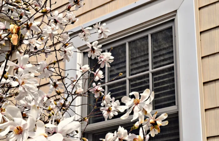 single hung window springtime magnolia tree outside window