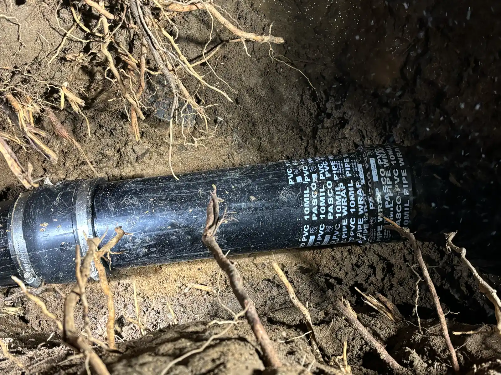 Replacement sewer pipe section and couplings installed beside exposed tree roots during a Sacramento project.