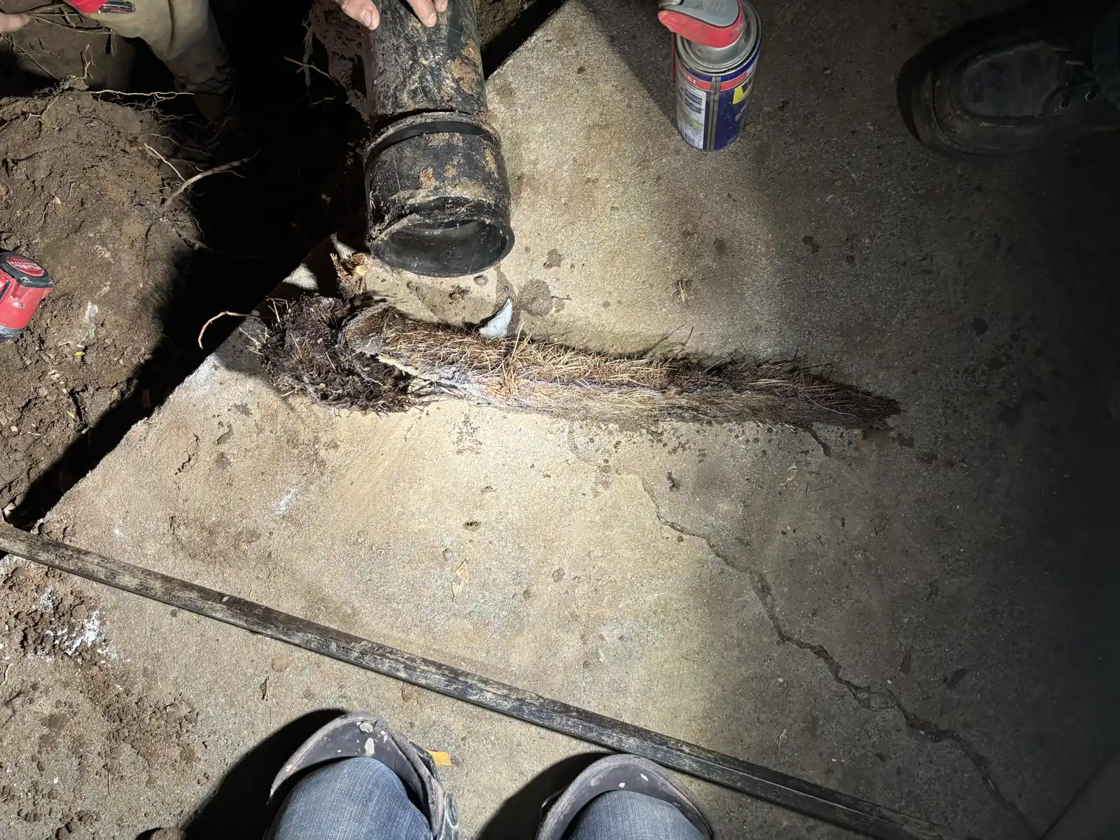 Long root mass removed from an affected sewer section during a Sacramento project.