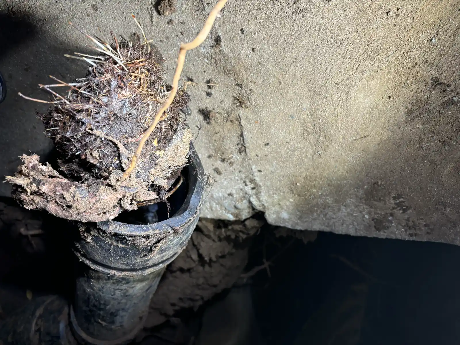 Dense tree roots visible at an opened sewer connection during a Sacramento repair.